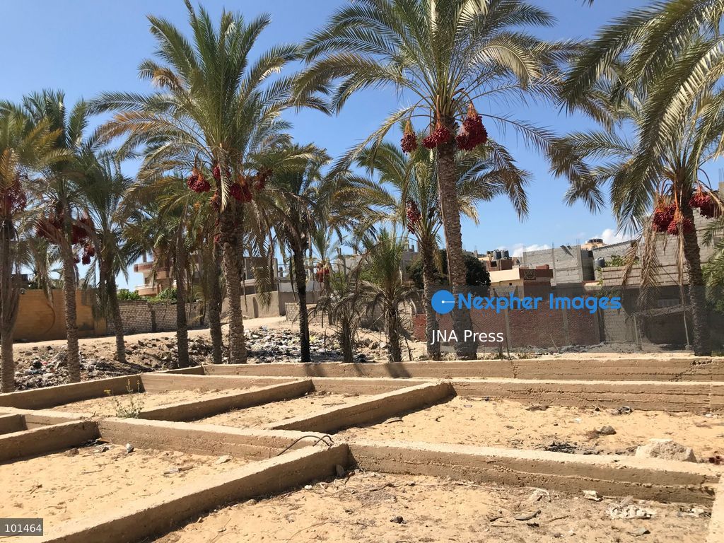 EL-ARISH, NORTH SINAI, EGYPT – OCTOBER 3, 2026: Post-production date skins, pits and dry non-food dates from the Majhal palm variety were spread under the sun to be repurposed as organic, nutrient-rich fodder for livestock in El-Arish. The process forms part of traditional handcrafted Ajwa production preserved by the Elshorbagy family in North Sinai. Photo by Mahmoud Elshorshorbagy / JNA Press. (Photo by Mahmoud H. Elshorbagy/JNA Press via Nexpher Images)
