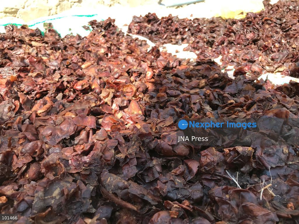 EL-ARISH, NORTH SINAI, EGYPT – OCTOBER 3, 2026: Post-production date skins, pits and dry non-food dates from the Majhal palm variety were spread under the sun to be repurposed as organic, nutrient-rich fodder for livestock in El-Arish. The process forms part of traditional handcrafted Ajwa production preserved by the Elshorbagy family in North Sinai. Photo by Mahmoud Elshorshorbagy / JNA Press. (Photo by Mahmoud H. Elshorbagy/JNA Press via Nexpher Images)