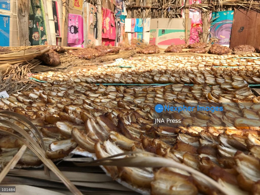 EL-ARISH, NORTH SINAI, EGYPT – OCTOBER 3, 2026: Post-production date skins, pits and dry non-food dates from the Majhal palm variety were spread under the sun to be repurposed as organic, nutrient-rich fodder for livestock in El-Arish. The process forms part of traditional handcrafted Ajwa production preserved by the Elshorbagy family in North Sinai. Photo by Mahmoud Elshorshorbagy / JNA Press. (Photo by Mahmoud H. Elshorbagy/JNA Press via Nexpher Images)