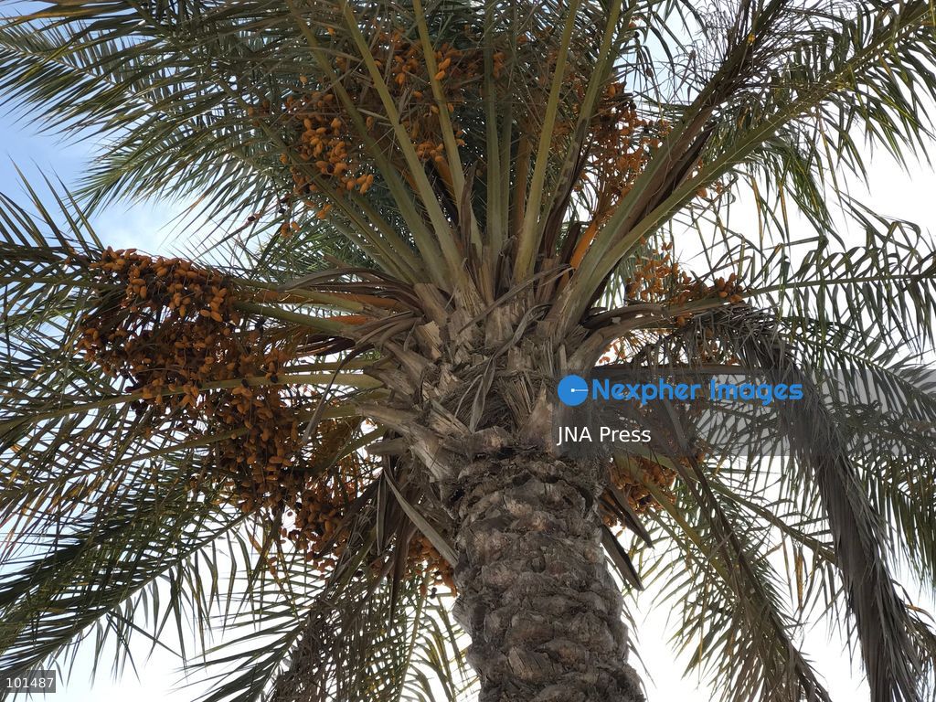 EL-ARISH, NORTH SINAI, EGYPT – OCTOBER 3, 2026: Post-production date skins, pits and dry non-food dates from the Majhal palm variety were spread under the sun to be repurposed as organic, nutrient-rich fodder for livestock in El-Arish. The process forms part of traditional handcrafted Ajwa production preserved by the Elshorbagy family in North Sinai. Photo by Mahmoud Elshorshorbagy / JNA Press. (Photo by Mahmoud H. Elshorbagy/JNA Press via Nexpher Images)