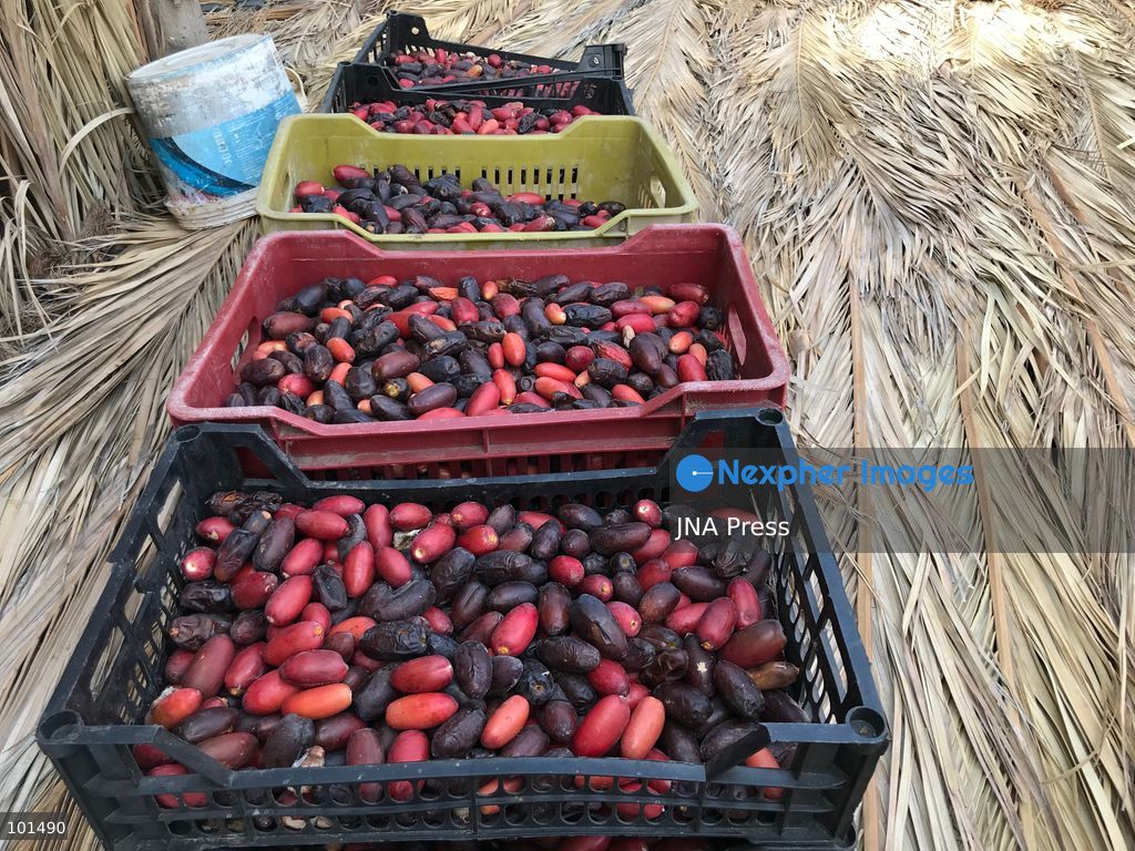 EL-ARISH, NORTH SINAI, EGYPT – OCTOBER 3, 2026: Post-production date skins, pits and dry non-food dates from the Majhal palm variety were spread under the sun to be repurposed as organic, nutrient-rich fodder for livestock in El-Arish. The process forms part of traditional handcrafted Ajwa production preserved by the Elshorbagy family in North Sinai. Photo by Mahmoud Elshorshorbagy / JNA Press. (Photo by Mahmoud H. Elshorbagy/JNA Press via Nexpher Images)
