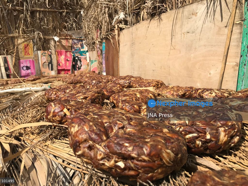 EL-ARISH, NORTH SINAI, EGYPT – OCTOBER 3, 2026: Post-production date skins, pits and dry non-food dates from the Majhal palm variety were spread under the sun to be repurposed as organic, nutrient-rich fodder for livestock in El-Arish. The process forms part of traditional handcrafted Ajwa production preserved by the Elshorbagy family in North Sinai. Photo by Mahmoud Elshorshorbagy / JNA Press. (Photo by Mahmoud H. Elshorbagy/JNA Press via Nexpher Images)