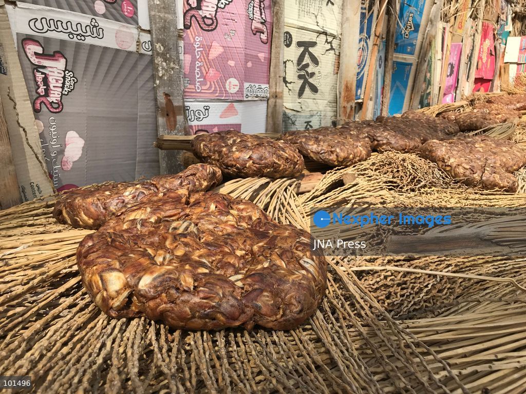 EL-ARISH, NORTH SINAI, EGYPT – OCTOBER 3, 2026: Post-production date skins, pits and dry non-food dates from the Majhal palm variety were spread under the sun to be repurposed as organic, nutrient-rich fodder for livestock in El-Arish. The process forms part of traditional handcrafted Ajwa production preserved by the Elshorbagy family in North Sinai. Photo by Mahmoud Elshorshorbagy / JNA Press. (Photo by Mahmoud H. Elshorbagy/JNA Press via Nexpher Images)