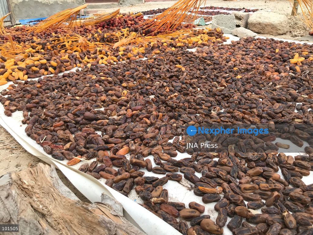 EL-ARISH, NORTH SINAI, EGYPT – OCTOBER 3, 2026: Post-production date skins, pits and dry non-food dates from the Majhal palm variety were spread under the sun to be repurposed as organic, nutrient-rich fodder for livestock in El-Arish. The process forms part of traditional handcrafted Ajwa production preserved by the Elshorbagy family in North Sinai. Photo by Mahmoud Elshorshorbagy / JNA Press. (Photo by Mahmoud H. Elshorbagy/JNA Press via Nexpher Images)