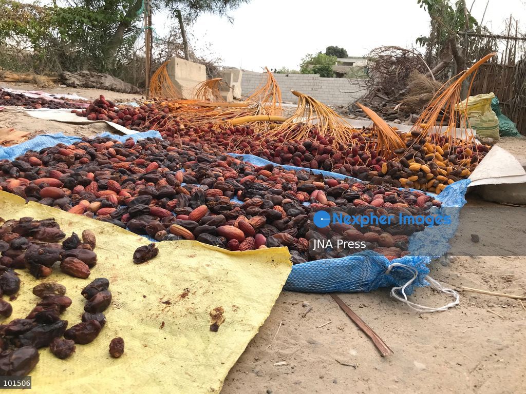 EL-ARISH, NORTH SINAI, EGYPT – OCTOBER 3, 2026: Post-production date skins, pits and dry non-food dates from the Majhal palm variety were spread under the sun to be repurposed as organic, nutrient-rich fodder for livestock in El-Arish. The process forms part of traditional handcrafted Ajwa production preserved by the Elshorbagy family in North Sinai. Photo by Mahmoud Elshorshorbagy / JNA Press. (Photo by Mahmoud H. Elshorbagy/JNA Press via Nexpher Images)