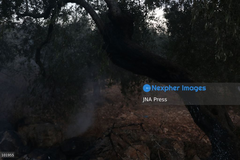 SILWAD, WEST BANK, PALESTINE – OCTOBER 4, 2026: Israeli settlers set fire to olive trees and a car scrap yard between the villages of Ein Yabrud and Silwad, according to the information provided. The owner of the repair shop said more than 50 cars were destroyed in the fire. The incident occurred amid ongoing attacks targeting Palestinian property and agricultural land in the area. Fires affecting olive trees and other Palestinian property have also been reported in areas around Silwad. Photo by Salman Mohsen Alkhatib / JNA Press (Photo by Salman Mohsen Alkhatib/JNA Press via Nexpher Images)