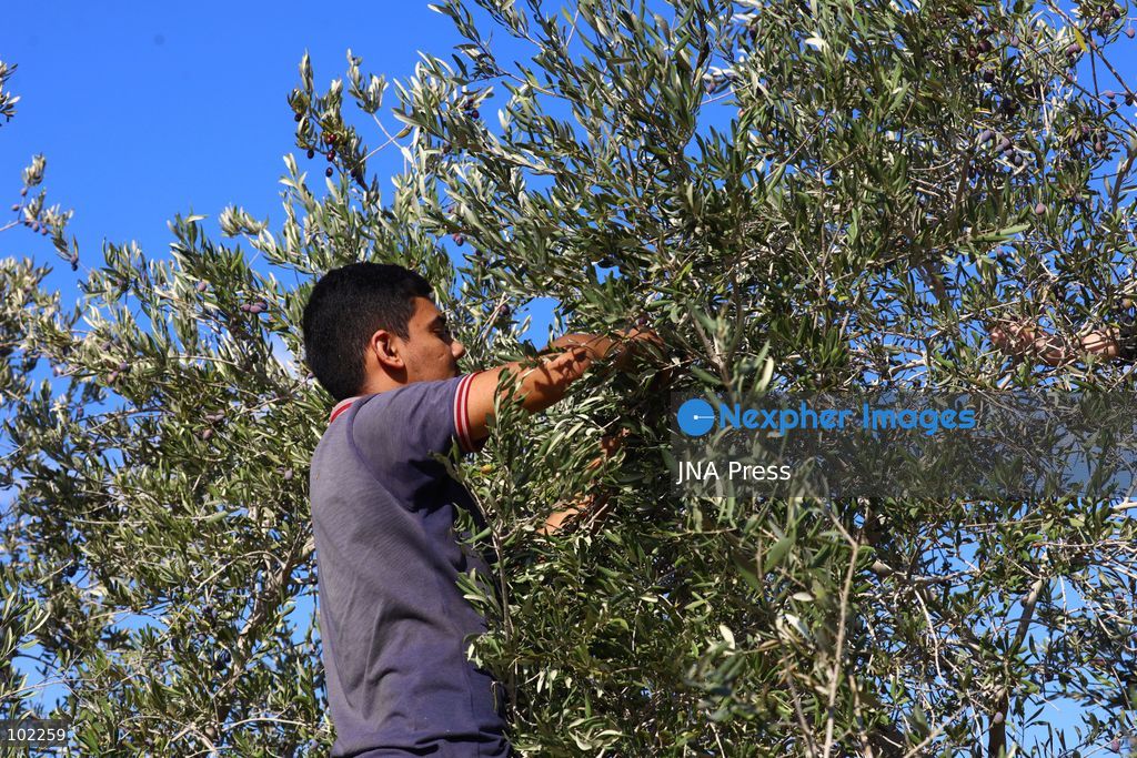 RANTIS, OCCUPIED WEST BANK, OCTOBER 6, 2026: Foreign activists join Palestinian farmers harvesting olives in Rantis, northwest of Ramallah, as part of a solidarity initiative supporting farmers during the annual olive harvest. Local residents said Palestinian landowners have faced restrictions on accessing agricultural land and accused Israeli forces and settlers of preventing families from reaching their olive groves. Three Palestinian families were able to reach their land and begin harvesting before Israeli forces arrived and prevented residents, journalists and others from remaining in the area, according to residents at the scene. Photo by Salman Mohsen Alkhatib / JNA Press. (Photo by Salman Mohsen Alkhatib/JNA Press via Nexpher Images)