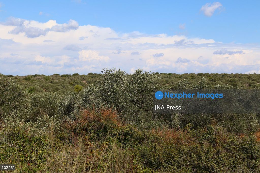 RANTIS, OCCUPIED WEST BANK, OCTOBER 6, 2026: Foreign activists join Palestinian farmers harvesting olives in Rantis, northwest of Ramallah, as part of a solidarity initiative supporting farmers during the annual olive harvest. Local residents said Palestinian landowners have faced restrictions on accessing agricultural land and accused Israeli forces and settlers of preventing families from reaching their olive groves. Three Palestinian families were able to reach their land and begin harvesting before Israeli forces arrived and prevented residents, journalists and others from remaining in the area, according to residents at the scene. Photo by Salman Mohsen Alkhatib / JNA Press. (Photo by Salman Mohsen Alkhatib/JNA Press via Nexpher Images)