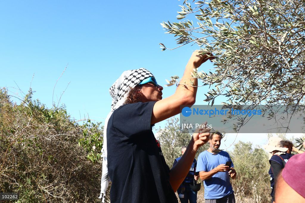 RANTIS, OCCUPIED WEST BANK, OCTOBER 6, 2026: Foreign activists join Palestinian farmers harvesting olives in Rantis, northwest of Ramallah, as part of a solidarity initiative supporting farmers during the annual olive harvest. Local residents said Palestinian landowners have faced restrictions on accessing agricultural land and accused Israeli forces and settlers of preventing families from reaching their olive groves. Three Palestinian families were able to reach their land and begin harvesting before Israeli forces arrived and prevented residents, journalists and others from remaining in the area, according to residents at the scene. Photo by Salman Mohsen Alkhatib / JNA Press. (Photo by Salman Mohsen Alkhatib/JNA Press via Nexpher Images)