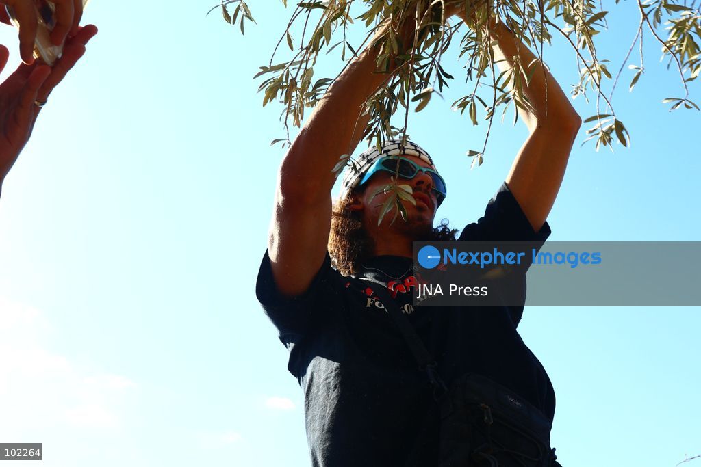 RANTIS, OCCUPIED WEST BANK, OCTOBER 6, 2026: Foreign activists join Palestinian farmers harvesting olives in Rantis, northwest of Ramallah, as part of a solidarity initiative supporting farmers during the annual olive harvest. Local residents said Palestinian landowners have faced restrictions on accessing agricultural land and accused Israeli forces and settlers of preventing families from reaching their olive groves. Three Palestinian families were able to reach their land and begin harvesting before Israeli forces arrived and prevented residents, journalists and others from remaining in the area, according to residents at the scene. Photo by Salman Mohsen Alkhatib / JNA Press. (Photo by Salman Mohsen Alkhatib/JNA Press via Nexpher Images)
