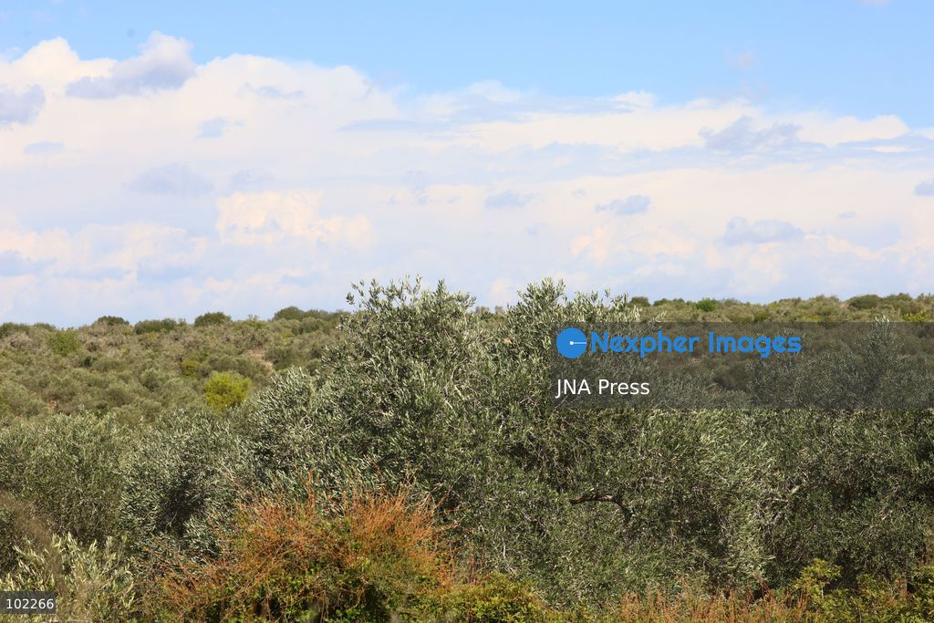 RANTIS, OCCUPIED WEST BANK, OCTOBER 6, 2026: Foreign activists join Palestinian farmers harvesting olives in Rantis, northwest of Ramallah, as part of a solidarity initiative supporting farmers during the annual olive harvest. Local residents said Palestinian landowners have faced restrictions on accessing agricultural land and accused Israeli forces and settlers of preventing families from reaching their olive groves. Three Palestinian families were able to reach their land and begin harvesting before Israeli forces arrived and prevented residents, journalists and others from remaining in the area, according to residents at the scene. Photo by Salman Mohsen Alkhatib / JNA Press. (Photo by Salman Mohsen Alkhatib/JNA Press via Nexpher Images)