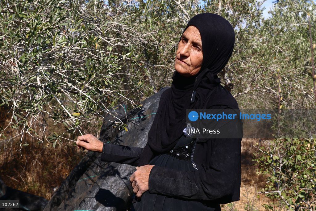 RANTIS, OCCUPIED WEST BANK, OCTOBER 6, 2026: Foreign activists join Palestinian farmers harvesting olives in Rantis, northwest of Ramallah, as part of a solidarity initiative supporting farmers during the annual olive harvest. Local residents said Palestinian landowners have faced restrictions on accessing agricultural land and accused Israeli forces and settlers of preventing families from reaching their olive groves. Three Palestinian families were able to reach their land and begin harvesting before Israeli forces arrived and prevented residents, journalists and others from remaining in the area, according to residents at the scene. Photo by Salman Mohsen Alkhatib / JNA Press. (Photo by Salman Mohsen Alkhatib/JNA Press via Nexpher Images)