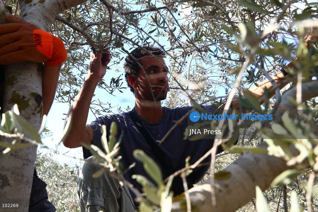 RANTIS, OCCUPIED WEST BANK, OCTOBER 6, 2026: Foreign activists join Palestinian farmers harvesting olives in Rantis, northwest of Ramallah, as part of a solidarity initiative supporting farmers during the annual olive harvest. Local residents said Palestinian landowners have faced restrictions on accessing agricultural land and accused Israeli forces and settlers of preventing families from reaching their olive groves. Three Palestinian families were able to reach their land and begin harvesting before Israeli forces arrived and prevented residents, journalists and others from remaining in the area, according to residents at the scene. Photo by Salman Mohsen Alkhatib / JNA Press. (Photo by Salman Mohsen Alkhatib/JNA Press via Nexpher Images)