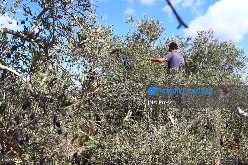 RANTIS, OCCUPIED WEST BANK, OCTOBER 6, 2026: Foreign activists join Palestinian farmers harvesting olives in Rantis, northwest of Ramallah, as part of a solidarity initiative supporting farmers during the annual olive harvest. Local residents said Palestinian landowners have faced restrictions on accessing agricultural land and accused Israeli forces and settlers of preventing families from reaching their olive groves. Three Palestinian families were able to reach their land and begin harvesting before Israeli forces arrived and prevented residents, journalists and others from remaining in the area, according to residents at the scene. Photo by Salman Mohsen Alkhatib / JNA Press. (Photo by Salman Mohsen Alkhatib/JNA Press via Nexpher Images)