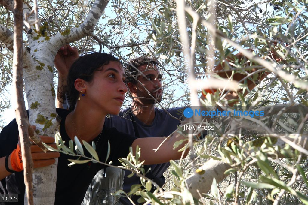 RANTIS, OCCUPIED WEST BANK, OCTOBER 6, 2026: Foreign activists join Palestinian farmers harvesting olives in Rantis, northwest of Ramallah, as part of a solidarity initiative supporting farmers during the annual olive harvest. Local residents said Palestinian landowners have faced restrictions on accessing agricultural land and accused Israeli forces and settlers of preventing families from reaching their olive groves. Three Palestinian families were able to reach their land and begin harvesting before Israeli forces arrived and prevented residents, journalists and others from remaining in the area, according to residents at the scene. Photo by Salman Mohsen Alkhatib / JNA Press. (Photo by Salman Mohsen Alkhatib/JNA Press via Nexpher Images)