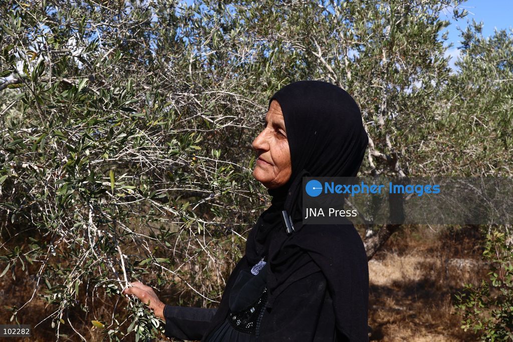 RANTIS, OCCUPIED WEST BANK, OCTOBER 6, 2026: Foreign activists join Palestinian farmers harvesting olives in Rantis, northwest of Ramallah, as part of a solidarity initiative supporting farmers during the annual olive harvest. Local residents said Palestinian landowners have faced restrictions on accessing agricultural land and accused Israeli forces and settlers of preventing families from reaching their olive groves. Three Palestinian families were able to reach their land and begin harvesting before Israeli forces arrived and prevented residents, journalists and others from remaining in the area, according to residents at the scene. Photo by Salman Mohsen Alkhatib / JNA Press. (Photo by Salman Mohsen Alkhatib/JNA Press via Nexpher Images)