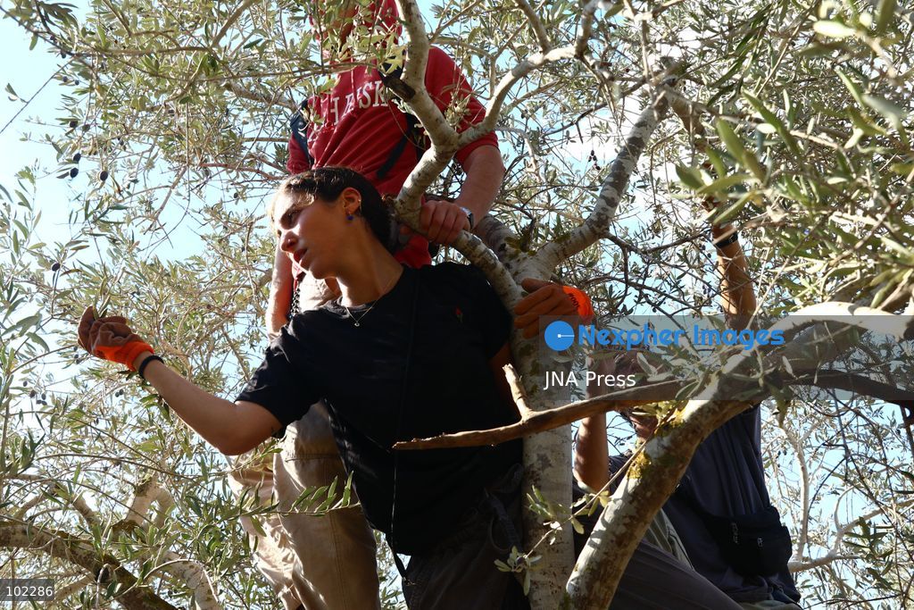 RANTIS, OCCUPIED WEST BANK, OCTOBER 6, 2026: Foreign activists join Palestinian farmers harvesting olives in Rantis, northwest of Ramallah, as part of a solidarity initiative supporting farmers during the annual olive harvest. Local residents said Palestinian landowners have faced restrictions on accessing agricultural land and accused Israeli forces and settlers of preventing families from reaching their olive groves. Three Palestinian families were able to reach their land and begin harvesting before Israeli forces arrived and prevented residents, journalists and others from remaining in the area, according to residents at the scene. Photo by Salman Mohsen Alkhatib / JNA Press. (Photo by Salman Mohsen Alkhatib/JNA Press via Nexpher Images)