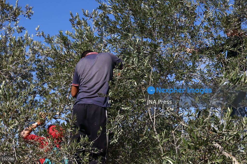RANTIS, OCCUPIED WEST BANK, OCTOBER 6, 2026: Foreign activists join Palestinian farmers harvesting olives in Rantis, northwest of Ramallah, as part of a solidarity initiative supporting farmers during the annual olive harvest. Local residents said Palestinian landowners have faced restrictions on accessing agricultural land and accused Israeli forces and settlers of preventing families from reaching their olive groves. Three Palestinian families were able to reach their land and begin harvesting before Israeli forces arrived and prevented residents, journalists and others from remaining in the area, according to residents at the scene. Photo by Salman Mohsen Alkhatib / JNA Press. (Photo by Salman Mohsen Alkhatib/JNA Press via Nexpher Images)