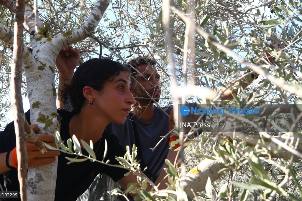 RANTIS, OCCUPIED WEST BANK, OCTOBER 6, 2026: Foreign activists join Palestinian farmers harvesting olives in Rantis, northwest of Ramallah, as part of a solidarity initiative supporting farmers during the annual olive harvest. Local residents said Palestinian landowners have faced restrictions on accessing agricultural land and accused Israeli forces and settlers of preventing families from reaching their olive groves. Three Palestinian families were able to reach their land and begin harvesting before Israeli forces arrived and prevented residents, journalists and others from remaining in the area, according to residents at the scene. Photo by Salman Mohsen Alkhatib / JNA Press. (Photo by Salman Mohsen Alkhatib/JNA Press via Nexpher Images)
