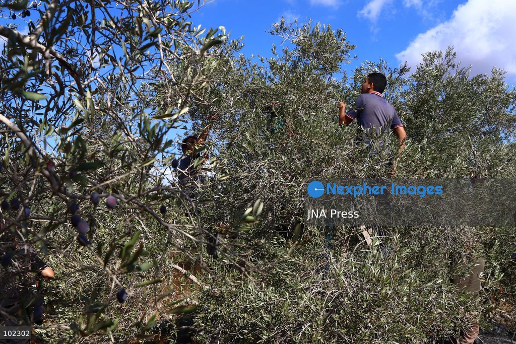 RANTIS, OCCUPIED WEST BANK, OCTOBER 6, 2026: Foreign activists join Palestinian farmers harvesting olives in Rantis, northwest of Ramallah, as part of a solidarity initiative supporting farmers during the annual olive harvest. Local residents said Palestinian landowners have faced restrictions on accessing agricultural land and accused Israeli forces and settlers of preventing families from reaching their olive groves. Three Palestinian families were able to reach their land and begin harvesting before Israeli forces arrived and prevented residents, journalists and others from remaining in the area, according to residents at the scene. Photo by Salman Mohsen Alkhatib / JNA Press. (Photo by Salman Mohsen Alkhatib/JNA Press via Nexpher Images)