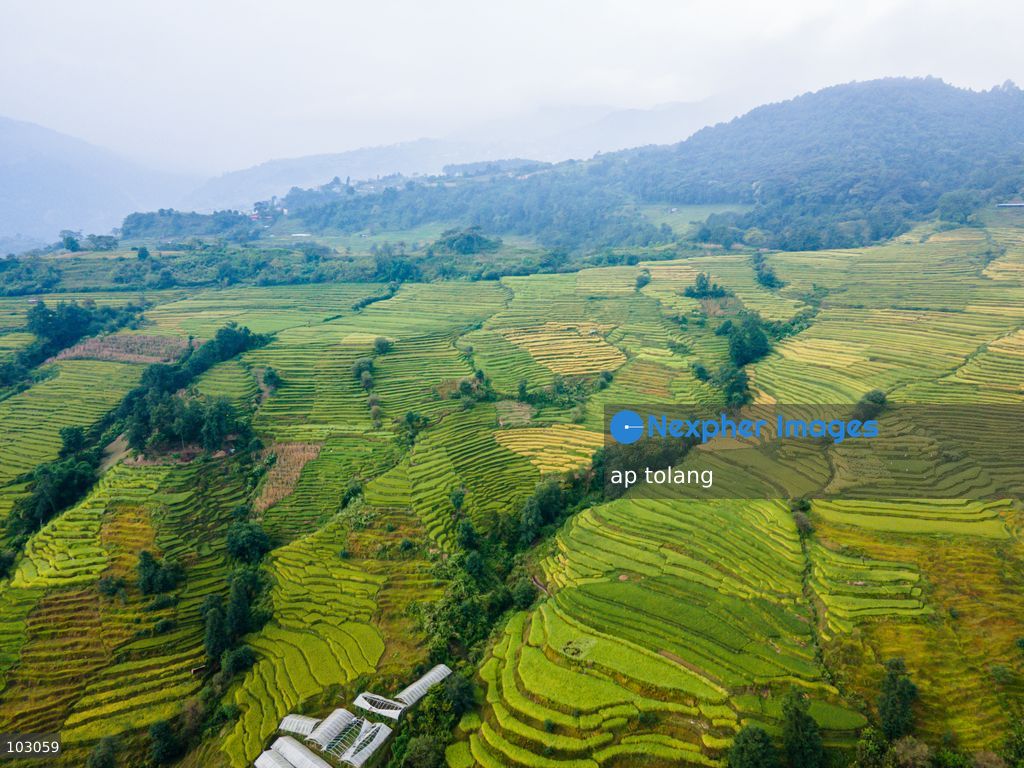 An aerial view shows golden-colored paddy fields on terraced farmland on the outskirts of Kathmandu, Nepal, on October 7, 2026. The fields reflect the autumn harvest season in the Kathmandu Valley. (Photo by ap tolang/Nexpher Images)