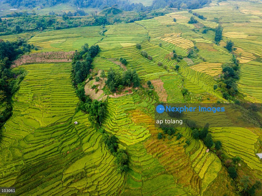 An aerial view shows golden-colored paddy fields on terraced farmland on the outskirts of Kathmandu, Nepal, on October 7, 2026. The fields reflect the autumn harvest season in the Kathmandu Valley. (Photo by ap tolang/Nexpher Images)