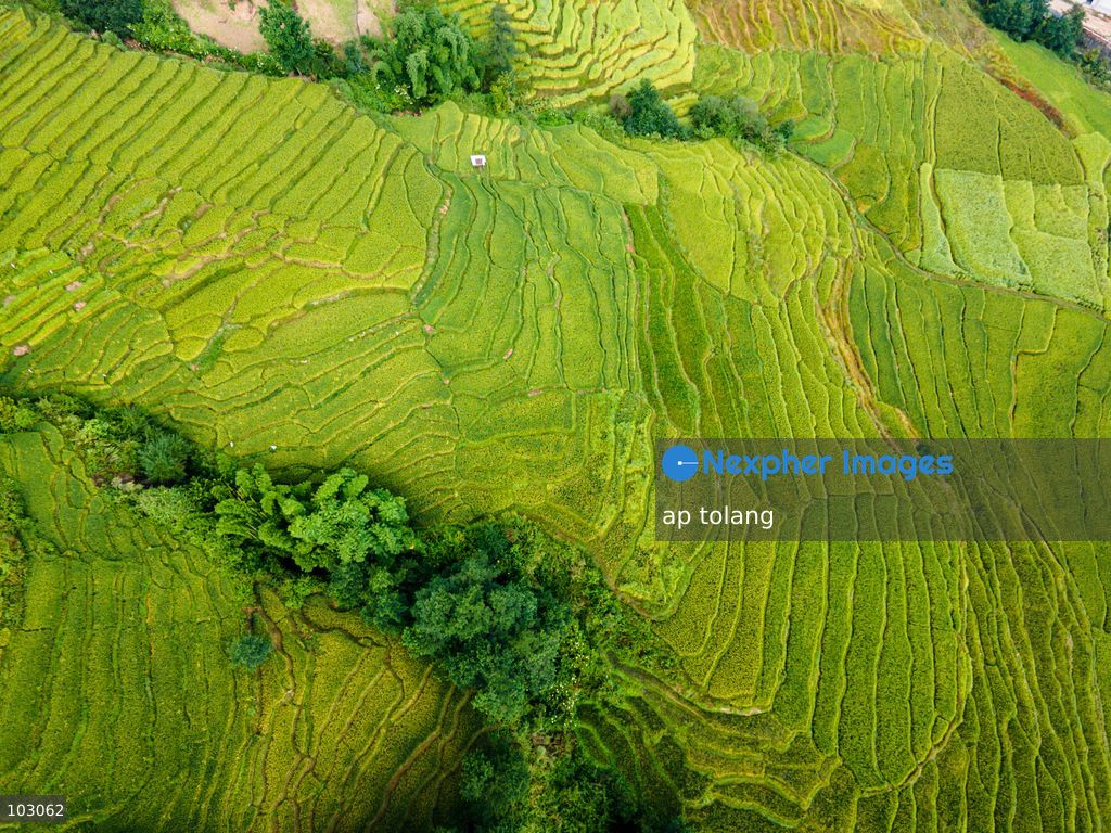 An aerial view shows golden-colored paddy fields on terraced farmland on the outskirts of Kathmandu, Nepal, on October 7, 2026. The fields reflect the autumn harvest season in the Kathmandu Valley. (Photo by ap tolang/Nexpher Images)