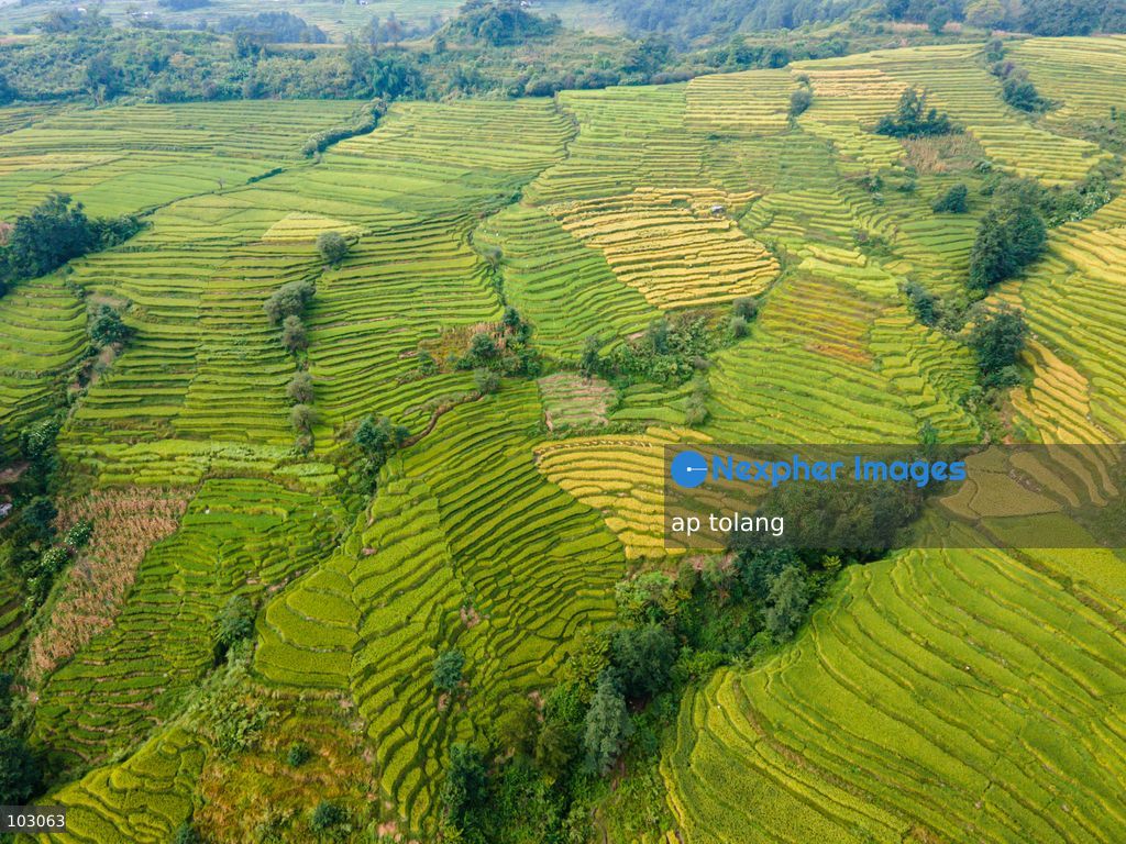 An aerial view shows golden-colored paddy fields on terraced farmland on the outskirts of Kathmandu, Nepal, on October 7, 2026. The fields reflect the autumn harvest season in the Kathmandu Valley. (Photo by ap tolang/Nexpher Images)