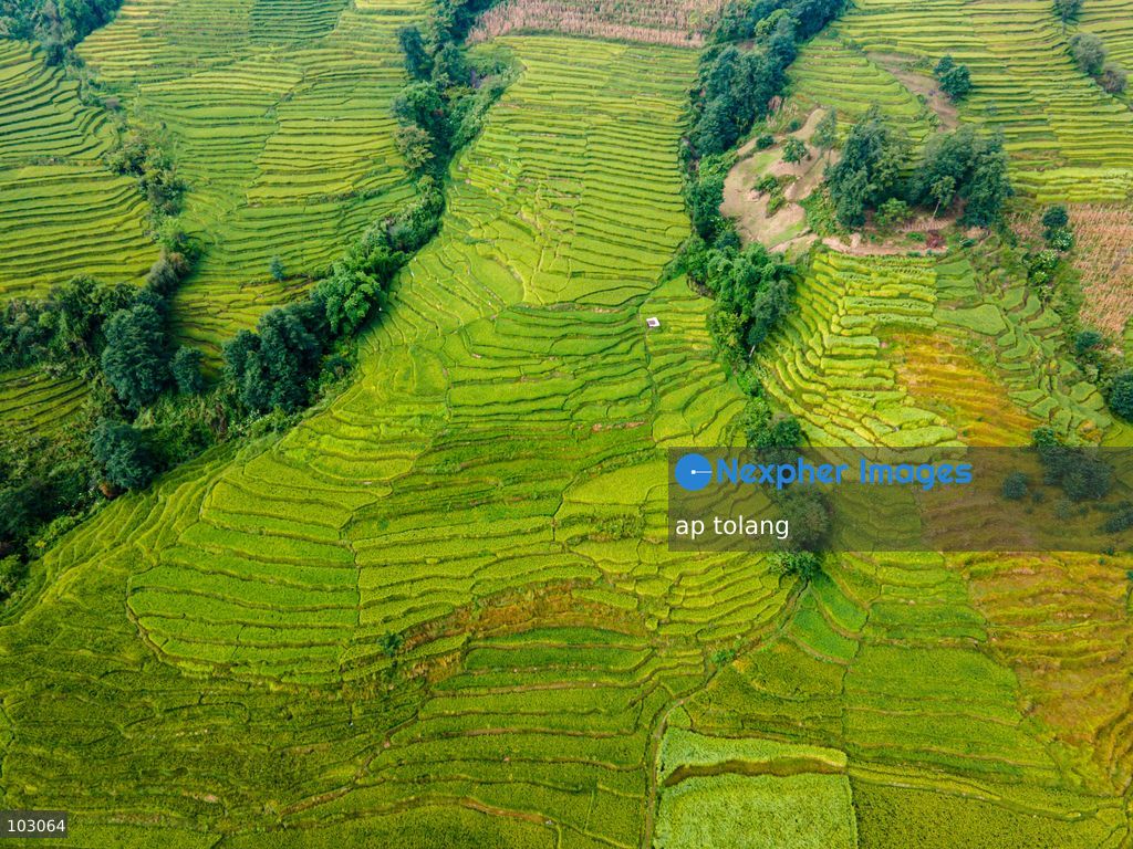 An aerial view shows golden-colored paddy fields on terraced farmland on the outskirts of Kathmandu, Nepal, on October 7, 2026. The fields reflect the autumn harvest season in the Kathmandu Valley. (Photo by ap tolang/Nexpher Images)