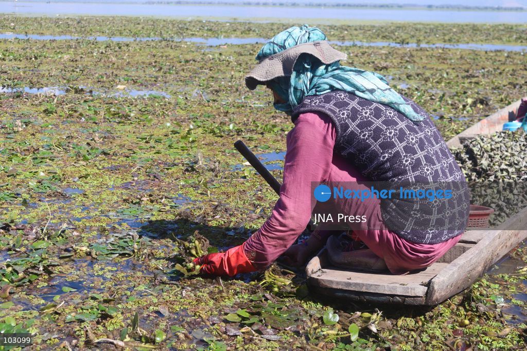 BANDIPORA, JAMMU AND KASHMIR, INDIA, OCTOBER 7, 2026: Workers harvest water chestnuts using traditional wooden boats and hand tools in the waterways of Bandipora, northern Kashmir. The seasonal harvest provides a source of income for local communities, with workers collecting the aquatic crop before cleaning, sorting and selling it in local markets. Water chestnut harvesting remains part of the region's traditional agricultural activities and rural livelihoods. Photo by Sakib Majeed Mir / JNA Press. (Photo by Sakib Majeed Mir/JNA Press via Nexpher Images)