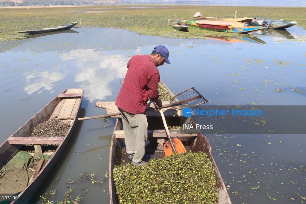 BANDIPORA, JAMMU AND KASHMIR, INDIA, OCTOBER 7, 2026: Workers harvest water chestnuts using traditional wooden boats and hand tools in the waterways of Bandipora, northern Kashmir. The seasonal harvest provides a source of income for local communities, with workers collecting the aquatic crop before cleaning, sorting and selling it in local markets. Water chestnut harvesting remains part of the region's traditional agricultural activities and rural livelihoods. Photo by Sakib Majeed Mir / JNA Press. (Photo by Sakib Majeed Mir/JNA Press via Nexpher Images)