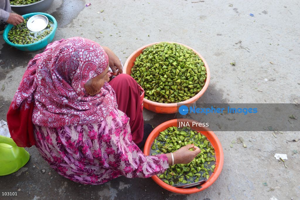 BANDIPORA, JAMMU AND KASHMIR, INDIA, OCTOBER 7, 2026: Workers harvest water chestnuts using traditional wooden boats and hand tools in the waterways of Bandipora, northern Kashmir. The seasonal harvest provides a source of income for local communities, with workers collecting the aquatic crop before cleaning, sorting and selling it in local markets. Water chestnut harvesting remains part of the region's traditional agricultural activities and rural livelihoods. Photo by Sakib Majeed Mir / JNA Press. (Photo by Sakib Majeed Mir/JNA Press via Nexpher Images)