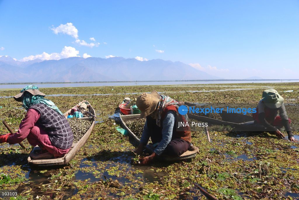 BANDIPORA, JAMMU AND KASHMIR, INDIA, OCTOBER 7, 2026: Workers harvest water chestnuts using traditional wooden boats and hand tools in the waterways of Bandipora, northern Kashmir. The seasonal harvest provides a source of income for local communities, with workers collecting the aquatic crop before cleaning, sorting and selling it in local markets. Water chestnut harvesting remains part of the region's traditional agricultural activities and rural livelihoods. Photo by Sakib Majeed Mir / JNA Press. (Photo by Sakib Majeed Mir/JNA Press via Nexpher Images)