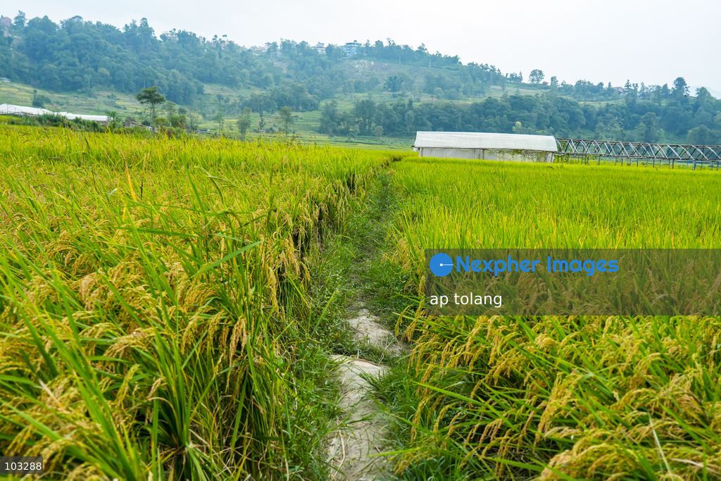 Kathmandu, NEPAL, October 6, 2026: A general view shows golden-colored paddy fields on terraced farmland on the outskirts of Kathmandu, Nepal. The fields reflect the autumn harvest season in the Kathmandu Valley. (Photo by ap tolang/Nexpher Images)