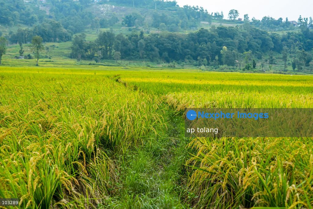 Kathmandu, NEPAL, October 6, 2026: A general view shows golden-colored paddy fields on terraced farmland on the outskirts of Kathmandu, Nepal. The fields reflect the autumn harvest season in the Kathmandu Valley. (Photo by ap tolang/Nexpher Images)