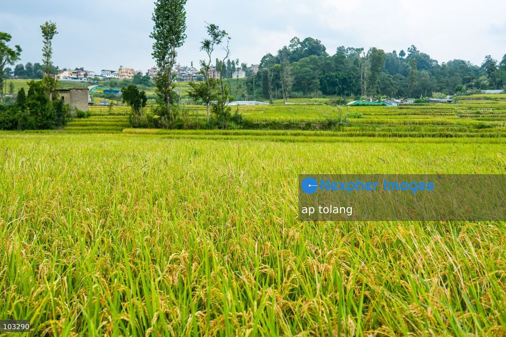 Kathmandu, NEPAL, October 6, 2026: A general view shows golden-colored paddy fields on terraced farmland on the outskirts of Kathmandu, Nepal. The fields reflect the autumn harvest season in the Kathmandu Valley. (Photo by ap tolang/Nexpher Images)