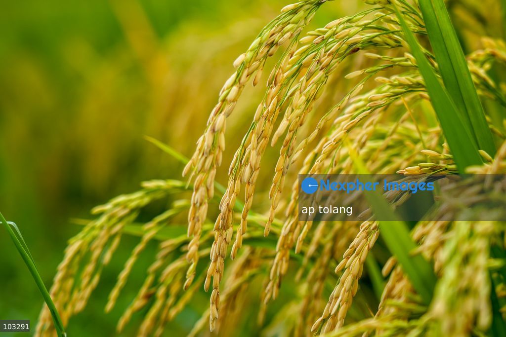 Kathmandu, NEPAL, October 6, 2026: A general view shows golden-colored paddy fields on terraced farmland on the outskirts of Kathmandu, Nepal. The fields reflect the autumn harvest season in the Kathmandu Valley. (Photo by ap tolang/Nexpher Images)