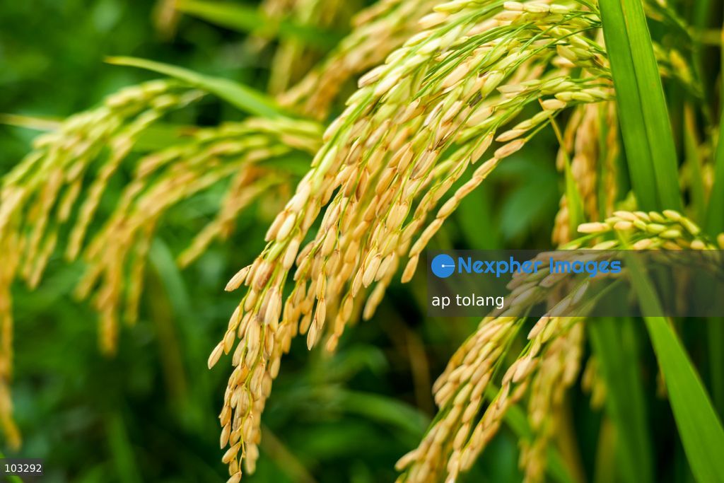 Kathmandu, NEPAL, October 6, 2026: A general view shows golden-colored paddy fields on terraced farmland on the outskirts of Kathmandu, Nepal. The fields reflect the autumn harvest season in the Kathmandu Valley. (Photo by ap tolang/Nexpher Images)