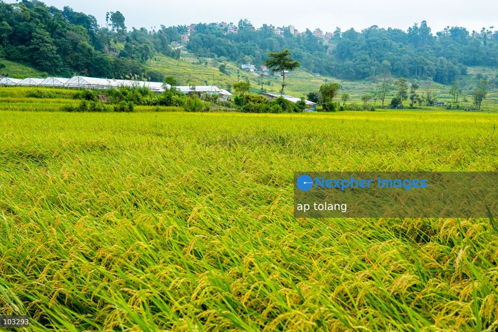 Kathmandu, NEPAL, October 6, 2026: A general view shows golden-colored paddy fields on terraced farmland on the outskirts of Kathmandu, Nepal. The fields reflect the autumn harvest season in the Kathmandu Valley. (Photo by ap tolang/Nexpher Images)