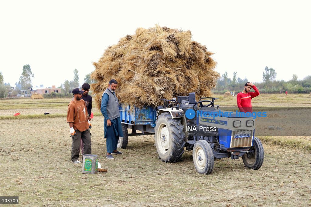 SOPORE, KASHMIR, INDIA, OCTOBER 10, 2026: Farmers gather and handle harvested paddy in fields in Sopore, north Kashmir, as the annual rice harvest season continues across the region. Paddy cultivation remains an important source of food and income for farming communities in Kashmir. Photo by Umer Qadir / JNA Press. (Photo by Umer Qadir/JNA Press via Nexpher Images)