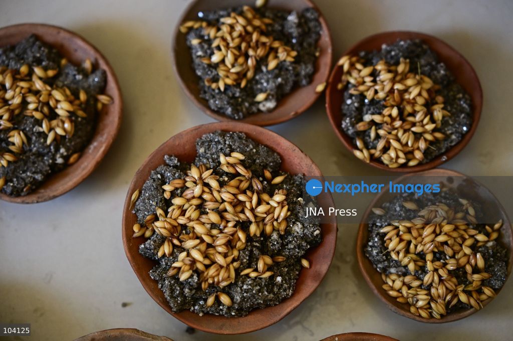 KATHMANDU, NEPAL, OCTOBER 11, 2026: A Hindu priest and Nepal Army personnel sow Jamara seeds during a Ghatasthapana ceremony marking the beginning of Dashain, Nepal's biggest Hindu festival, in Kathmandu. During the traditional ritual, barley and other grains are planted and kept away from sunlight to produce yellow shoots known as Jamara, which are later offered with tika as blessings during Bijaya Dashami. The 15-day Dashain festival began across Nepal as communities in Gorkha district faced disruption following severe flash flooding. Photo by Safal Prakash Shrestha / JNA Press. (Photo by Safal Prakash Shrestha/JNA Press via Nexpher Images)