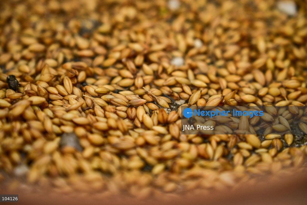 KATHMANDU, NEPAL, OCTOBER 11, 2026: A Hindu priest and Nepal Army personnel sow Jamara seeds during a Ghatasthapana ceremony marking the beginning of Dashain, Nepal's biggest Hindu festival, in Kathmandu. During the traditional ritual, barley and other grains are planted and kept away from sunlight to produce yellow shoots known as Jamara, which are later offered with tika as blessings during Bijaya Dashami. The 15-day Dashain festival began across Nepal as communities in Gorkha district faced disruption following severe flash flooding. Photo by Safal Prakash Shrestha / JNA Press. (Photo by Safal Prakash Shrestha/JNA Press via Nexpher Images)