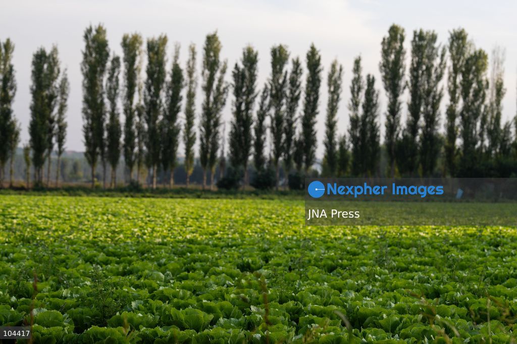 DIYARBAKIR, TURKIYE, OCTOBER 11, 2026: A view of the Hevsel Gardens in Diyarbakir, southeastern Turkiye. The gardens form part of the Diyarbakir Fortress and Hevsel Gardens Cultural Landscape, inscribed on UNESCO's World Heritage List in 2015. Photo by Ardil Batmaz / JNA Press. (Photo by Ardıl Batmaz/JNA Press via Nexpher Images)