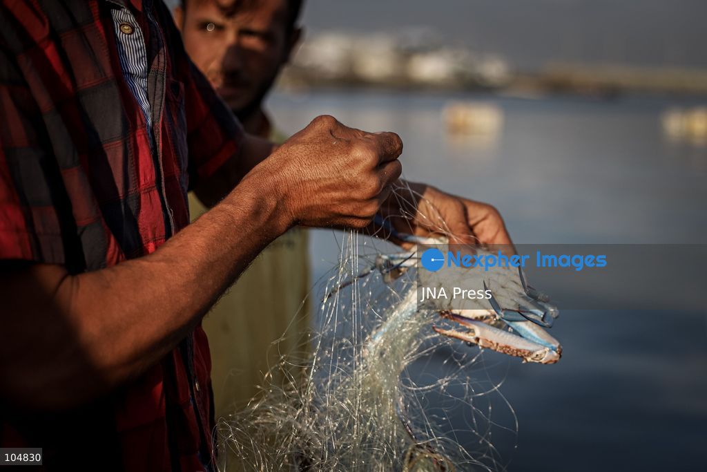GAZA, PALESTINE, OCTOBER 13, 2026: Palestinian fishermen remove crabs from their fishing nets at Gaza City's seaport as they work to earn their daily livelihood. Photo by Mohammed M. Skaik / JNA Press (Photo by Mohammed M Skaik/JNA Press via Nexpher Images)