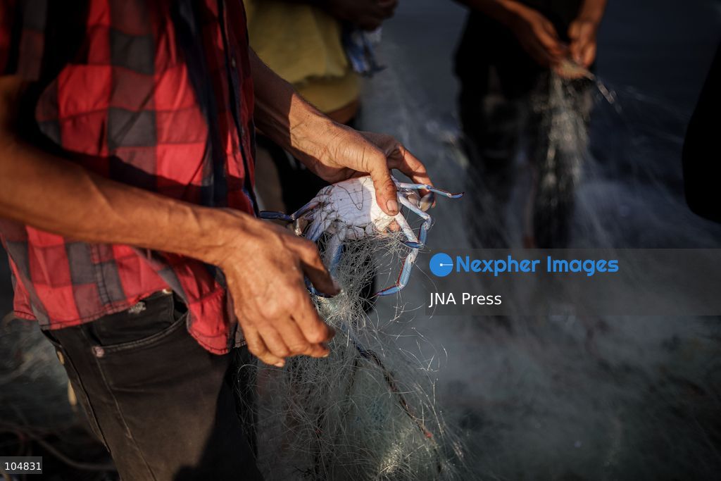 GAZA, PALESTINE, OCTOBER 13, 2026: Palestinian fishermen remove crabs from their fishing nets at Gaza City's seaport as they work to earn their daily livelihood. Photo by Mohammed M. Skaik / JNA Press (Photo by Mohammed M Skaik/JNA Press via Nexpher Images)
