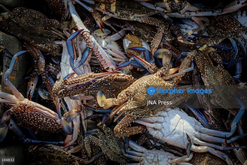 GAZA, PALESTINE, OCTOBER 13, 2026: Palestinian fishermen remove crabs from their fishing nets at Gaza City's seaport as they work to earn their daily livelihood. Photo by Mohammed M. Skaik / JNA Press (Photo by Mohammed M Skaik/JNA Press via Nexpher Images)