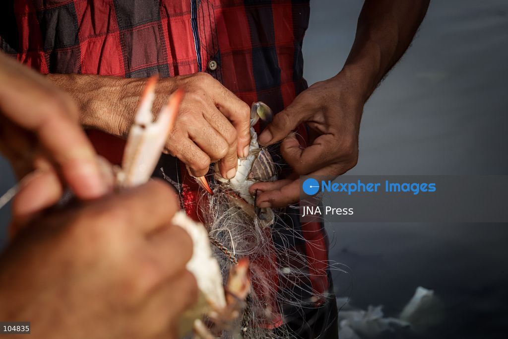 GAZA, PALESTINE, OCTOBER 13, 2026: Palestinian fishermen remove crabs from their fishing nets at Gaza City's seaport as they work to earn their daily livelihood. Photo by Mohammed M. Skaik / JNA Press (Photo by Mohammed M Skaik/JNA Press via Nexpher Images)