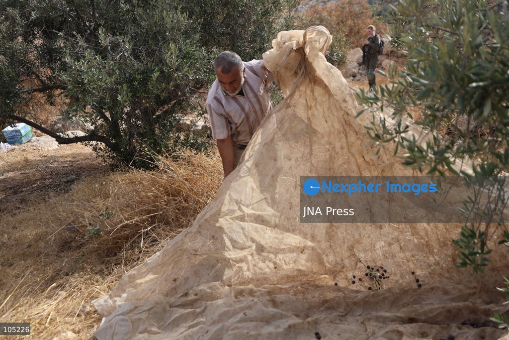 IDHNA, WEST BANK, PALESTINE, OCTOBER 13, 2026: Israeli soldiers and settlers prevent Palestinians and activists from harvesting olives in Idhna, west of Hebron, in the occupied West Bank. Israeli forces order the harvesters and activists to leave the area. Photo by Mosab Shawer / JNA Press. (Photo by Mosab shawer/JNA Press via Nexpher Images)