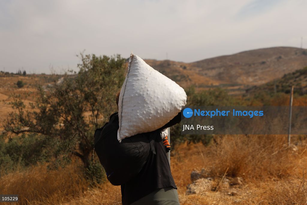 IDHNA, WEST BANK, PALESTINE, OCTOBER 13, 2026: Israeli soldiers and settlers prevent Palestinians and activists from harvesting olives in Idhna, west of Hebron, in the occupied West Bank. Israeli forces order the harvesters and activists to leave the area. Photo by Mosab Shawer / JNA Press. (Photo by Mosab shawer/JNA Press via Nexpher Images)