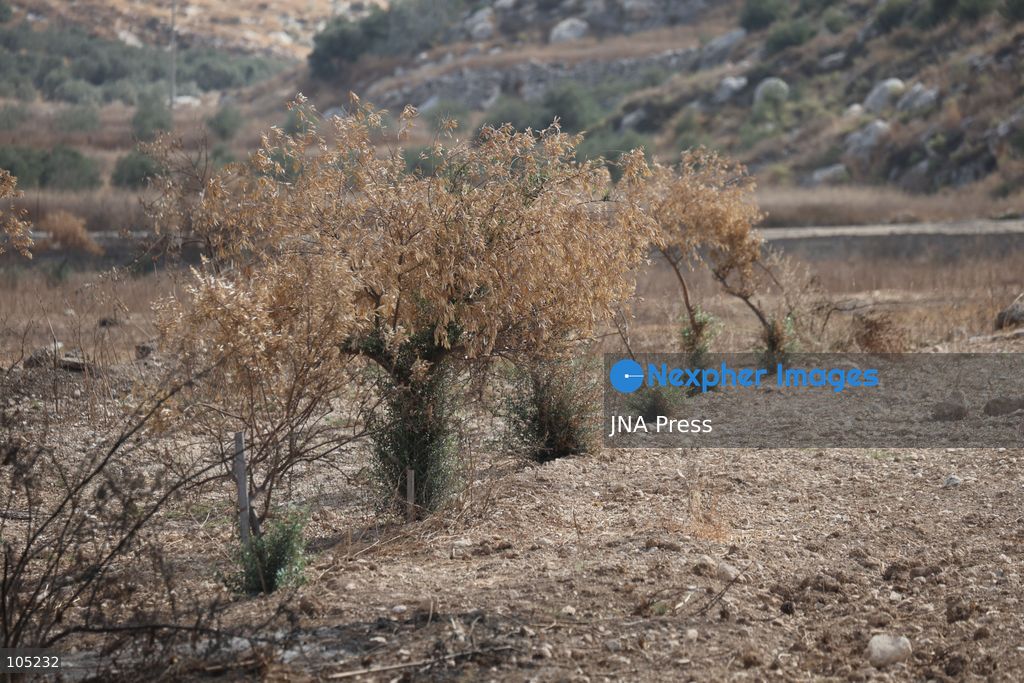IDHNA, WEST BANK, PALESTINE, OCTOBER 13, 2026: Israeli soldiers and settlers prevent Palestinians and activists from harvesting olives in Idhna, west of Hebron, in the occupied West Bank. Israeli forces order the harvesters and activists to leave the area. Photo by Mosab Shawer / JNA Press. (Photo by Mosab shawer/JNA Press via Nexpher Images)